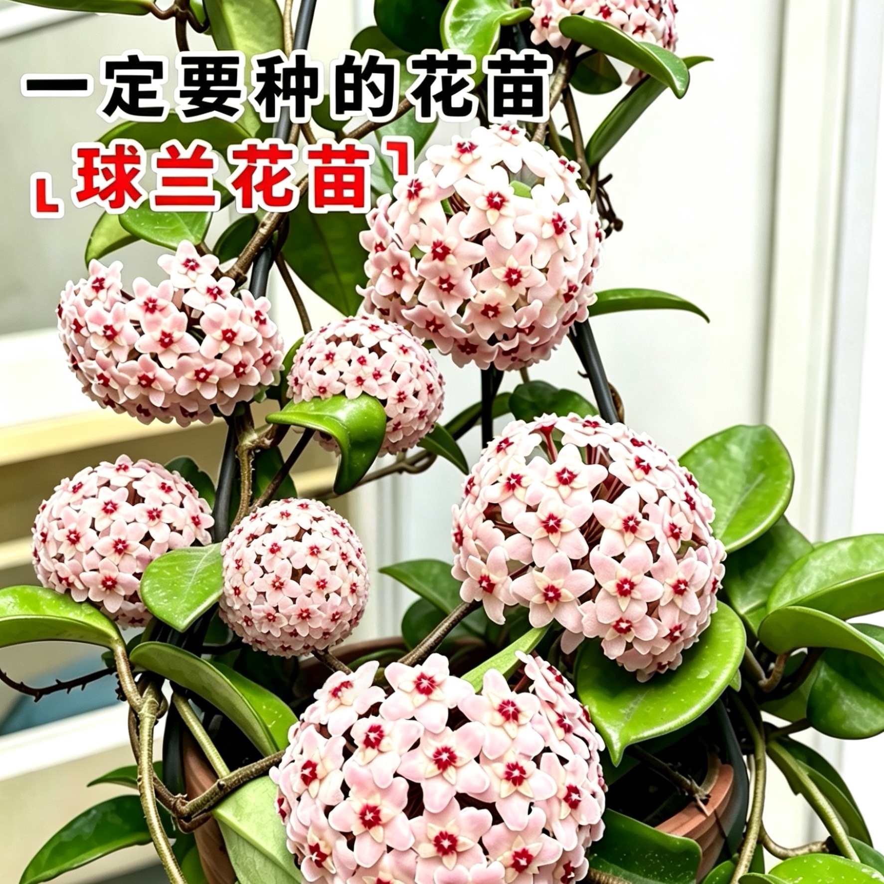 球兰带花盆栽大苗银斑羊脂玉兰花卷叶吊兰心叶克林顿爬藤绿植花卉图片