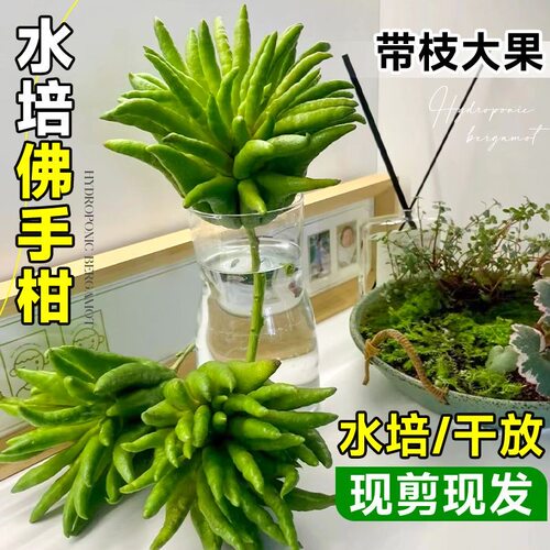 带枝水培佛手柑植物室内水养绿植