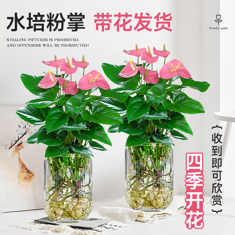 水培植物粉掌盆栽带花红掌