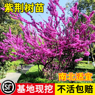 紫荆花树苗室外耐寒花卉植物庭院丛生绿化量大优惠工程紫荆树苗