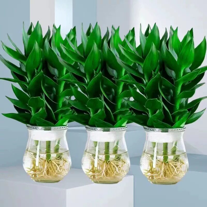 观音竹富贵竹水培植物带根花卉绿植绿萝室内盆栽转运竹子水养好养