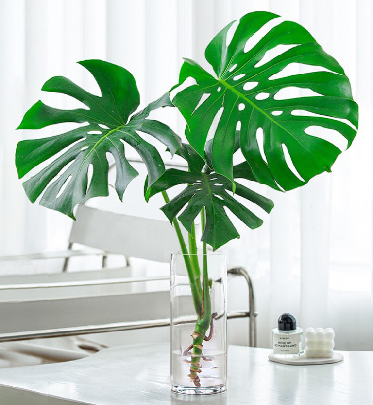 水培植物龟背竹盆栽老桩吸甲醛净化空气大叶室内观叶绿植四季常青