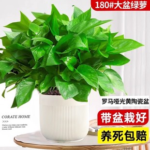 绿萝盆栽室内客厅办公室桌面绿植花卉新房净化空气四季 常青好养活