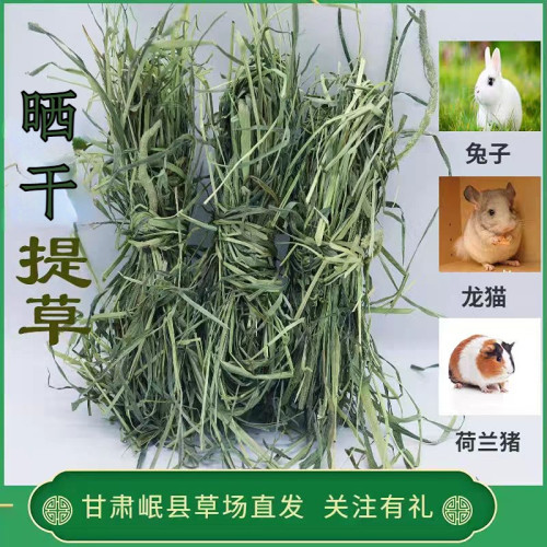 新草2026年优质提摩西草