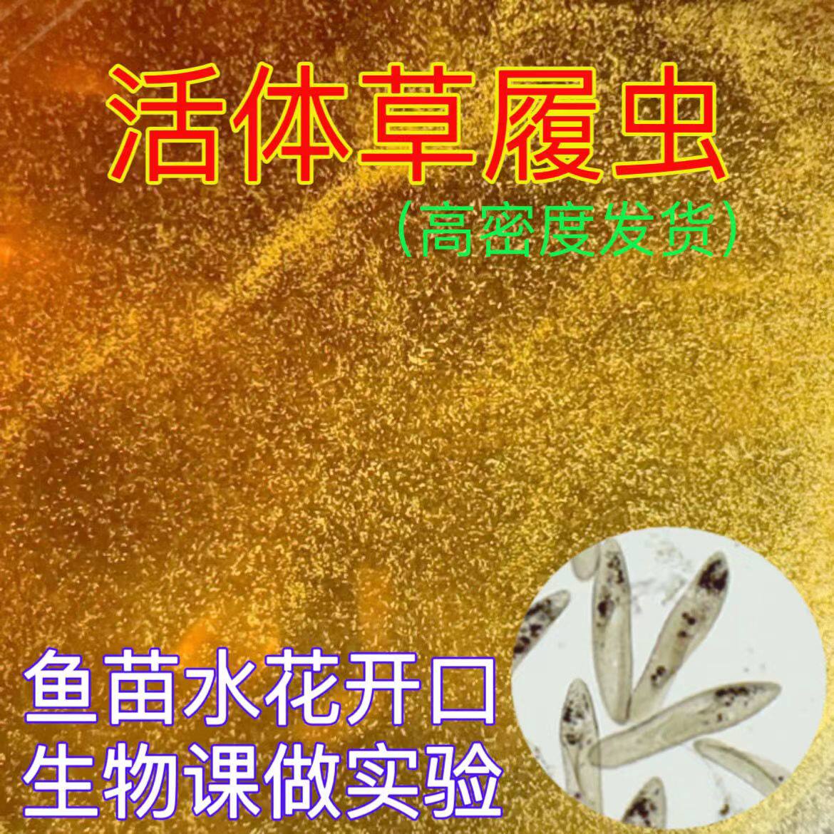 草履虫培养液活体洄水水蚤花鱼苗开口回水草覆虫幼鱼水蚤鱼饲料