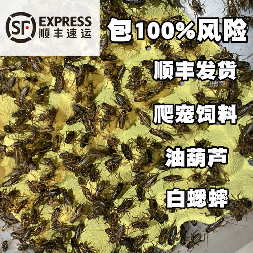 白蟋蟀油葫芦蛐蛐活体饲料喂食爬宠鬃狮角蛙守宫蜥蜴鸟龙鱼食物粮