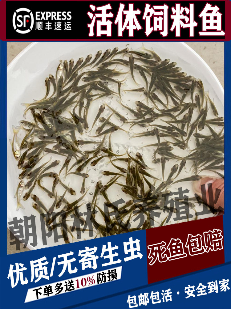 鲜活鱼麦穗鱼观赏鱼金银龙鱼吃的饲料鱼巴西龟鳄龟筏钓喂乌龟小鱼