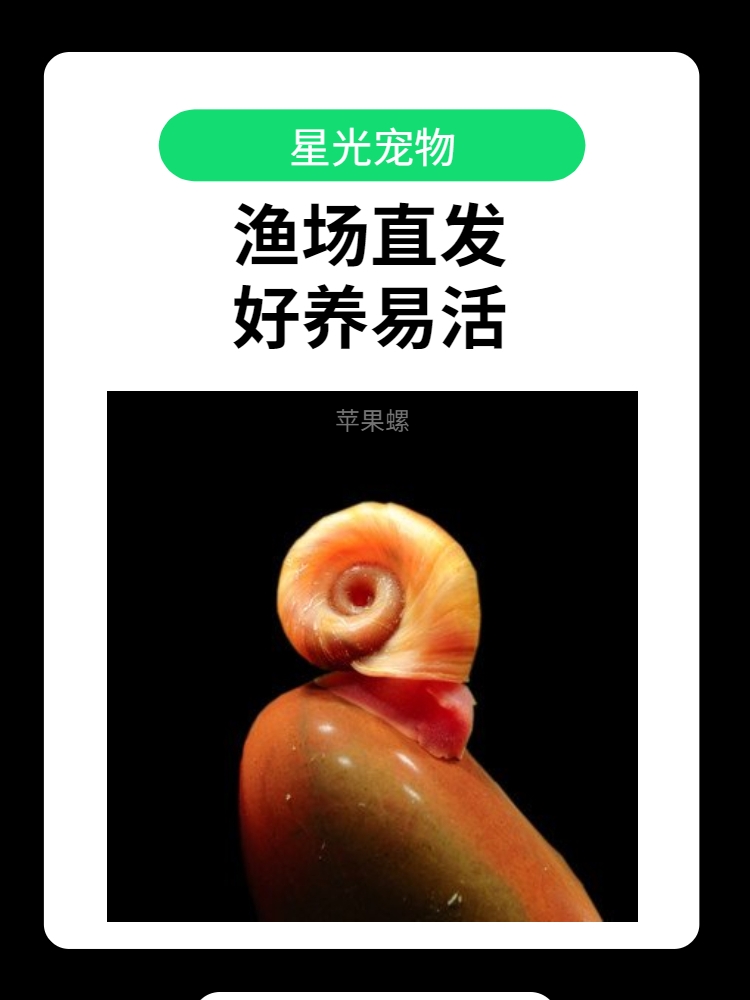 红苹果螺水族小型观赏螺除藻清洁斑马狗头饲料黄金螺鱼缸工具活体