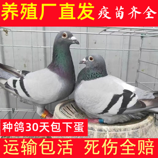 鸽子活物一对种鸽子活体鸽银王肉鸽雨点信鸽活鸽子观赏鸽子活一对