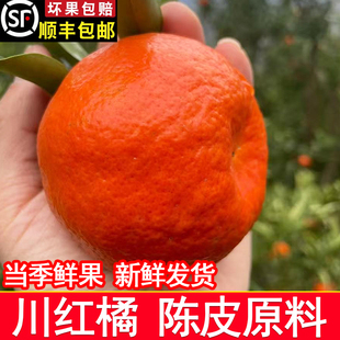 顺丰包邮正宗四川老品种川红橘鲜果新鲜重庆万州陈皮大红袍古红桔