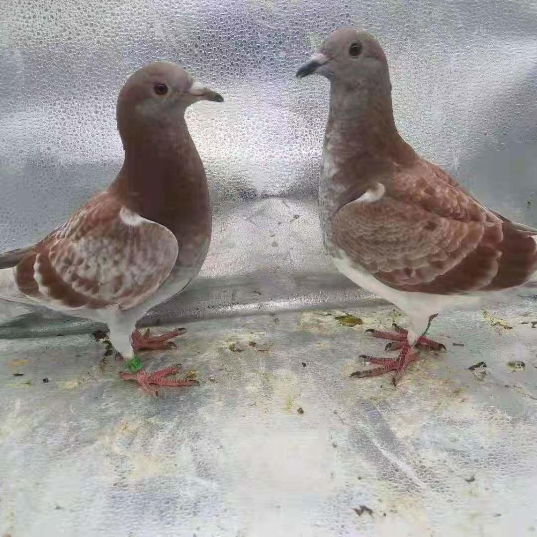 红雨点鸽子活一对观赏鸽信鸽赛鸽鸽子小鸽货物幼鸽活体原配种鸽