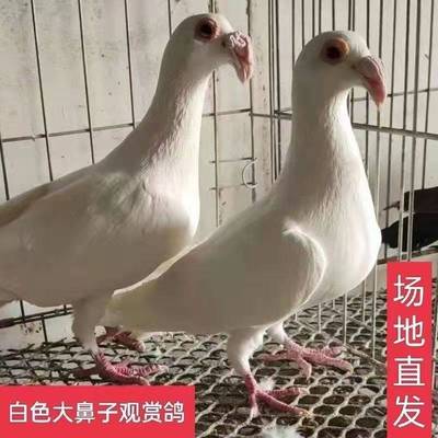 一对观赏鸽大鼻子大鼻子鸽黑色白色大鼻子鸽子活体一对