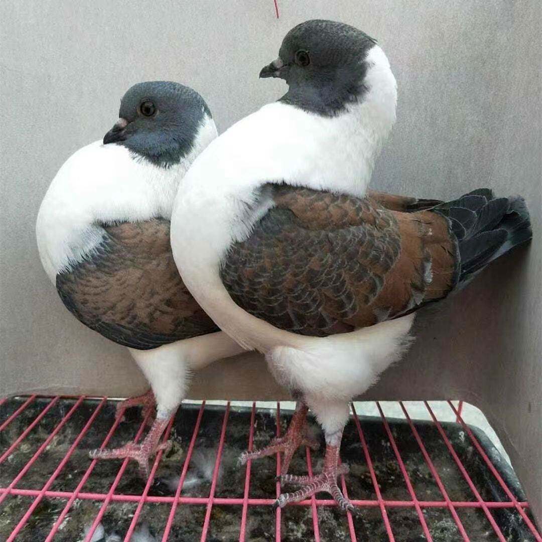 元宝摩登巨型元宝鸽大体元宝观赏鸽三色摩登大体 圆环活体包邮