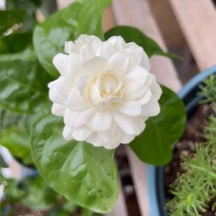 巴西茉莉盆栽带花苞重瓣茉莉花老桩花苗室外阳台浓香型花卉好养活