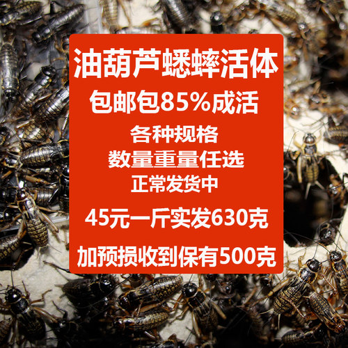 包邮针头蟋蟀 油葫芦蟋蟀 龙鱼守宫蜘蛛鸟蟋蟀活体饲料