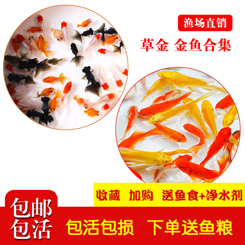草金鱼活鱼锦鲤鱼苗观赏鱼淡水鱼冷水鱼小型耐活活体小金鱼红草金