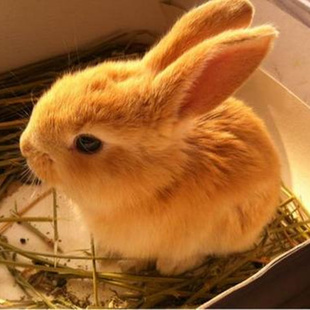 兔子活物侏儒兔宠物兔活体家养垂耳兔小型茶杯兔小兔子凤眼小白兔