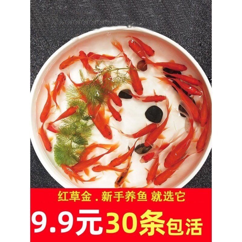 金鱼活鱼观赏鱼鱼苗易养耐养活好养红草金冷水锦鲤小鱼喂饲料养殖