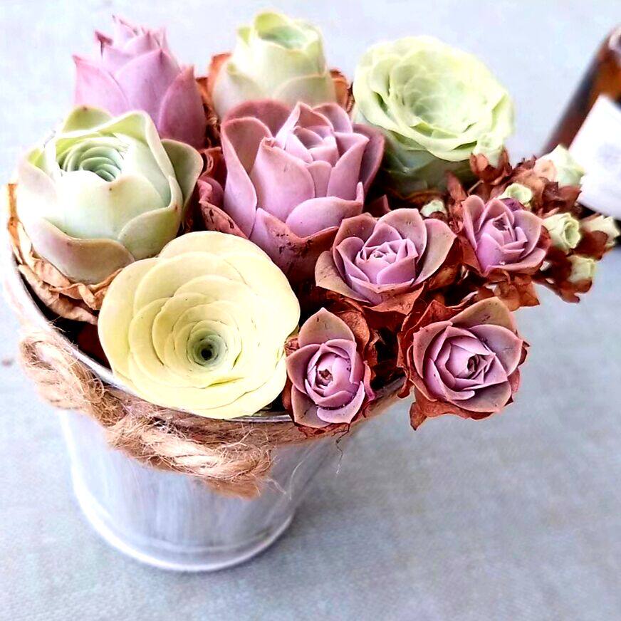 非常容易山地f玫瑰艳遇耶罗春季粉酒杯盆栽组合桃色多肉植物套餐