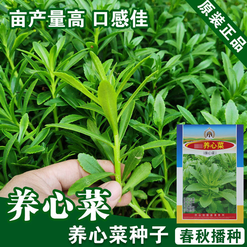 高钙菜养心菜种子救心菜蔬菜金不换救心草营养丰富易种盆栽阳台