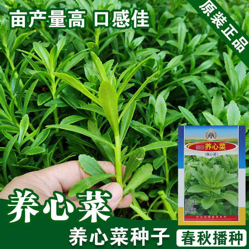 高钙菜养心菜种子救心菜蔬菜金不换救心草营养丰富易种盆栽阳台-封面