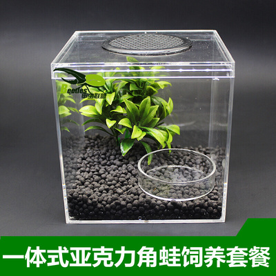宠物角蛙蝌蚪活体饲养箱套装饲料蛙粮营养品垫材蛙泥黄金绿角活物