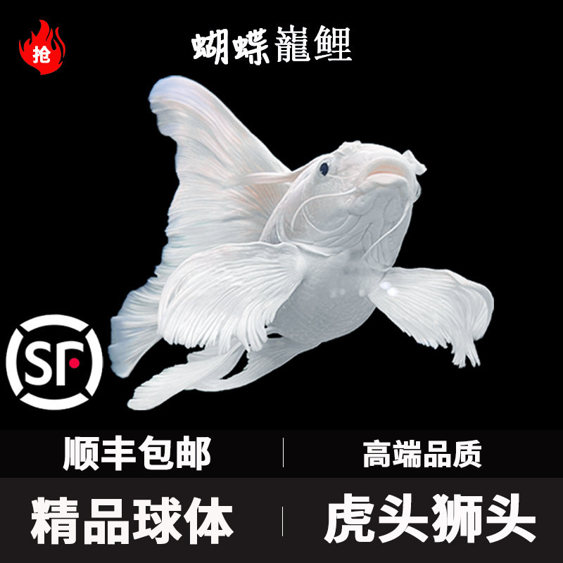 蝴蝶鲤观赏鱼活鱼大鳍长尾短身台湾纯种球体红色贵妃冷水锦鲤鱼苗