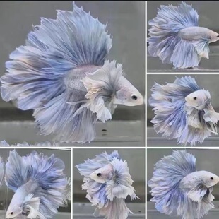 泰国斗鱼观赏鱼热带鱼活体小型淡水好养半月狮子王马尾将军宠物鱼