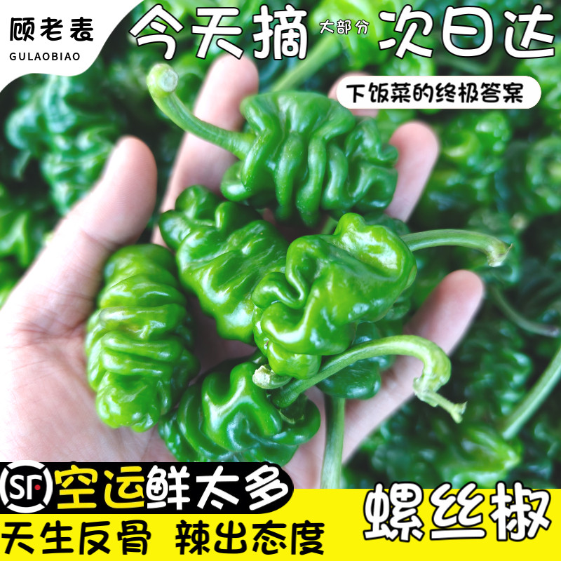 顺丰空运次日达超辣云南螺丝椒扭扭辣螺丝辣椒本地青辣椒扭扭辣椒