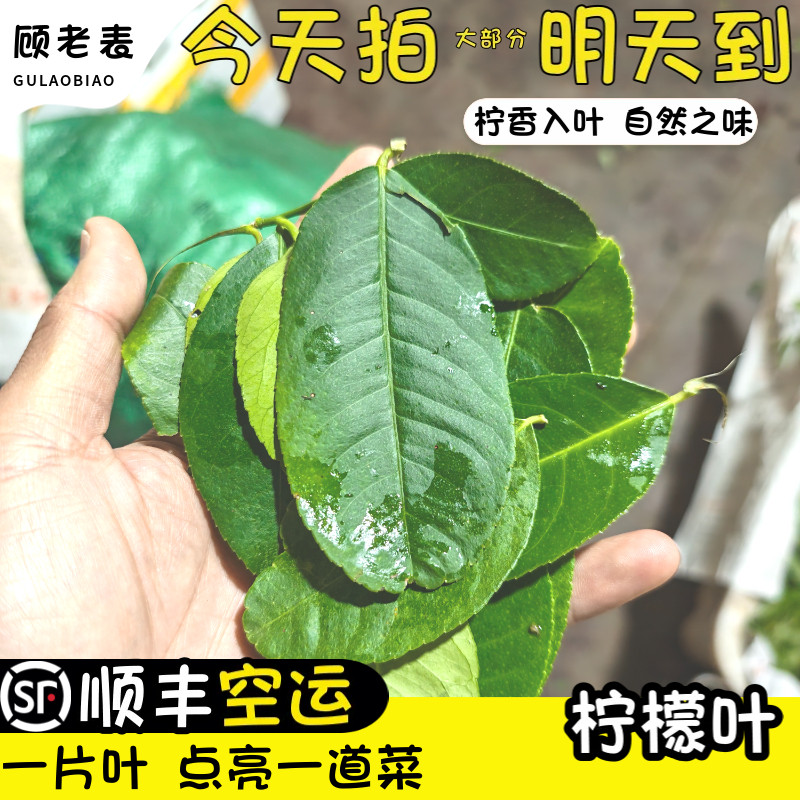 顺丰空运次日达新鲜柠檬叶