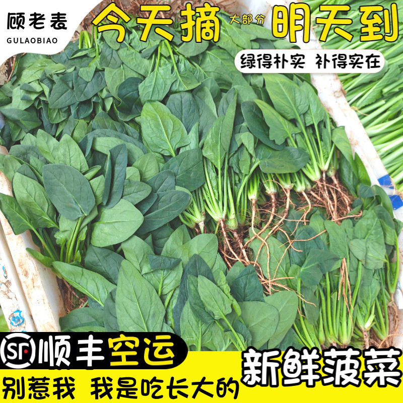 空运次日达云南红根菠菜鲜嫩