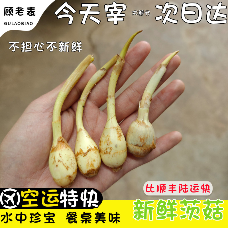 顺丰空运次日达云南现挖新鲜迷你小茨菇白慈姑农家自种茨菰蔬菜