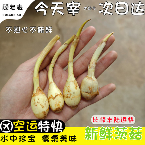 顺丰空运次日达云南现挖茨菇慈姑