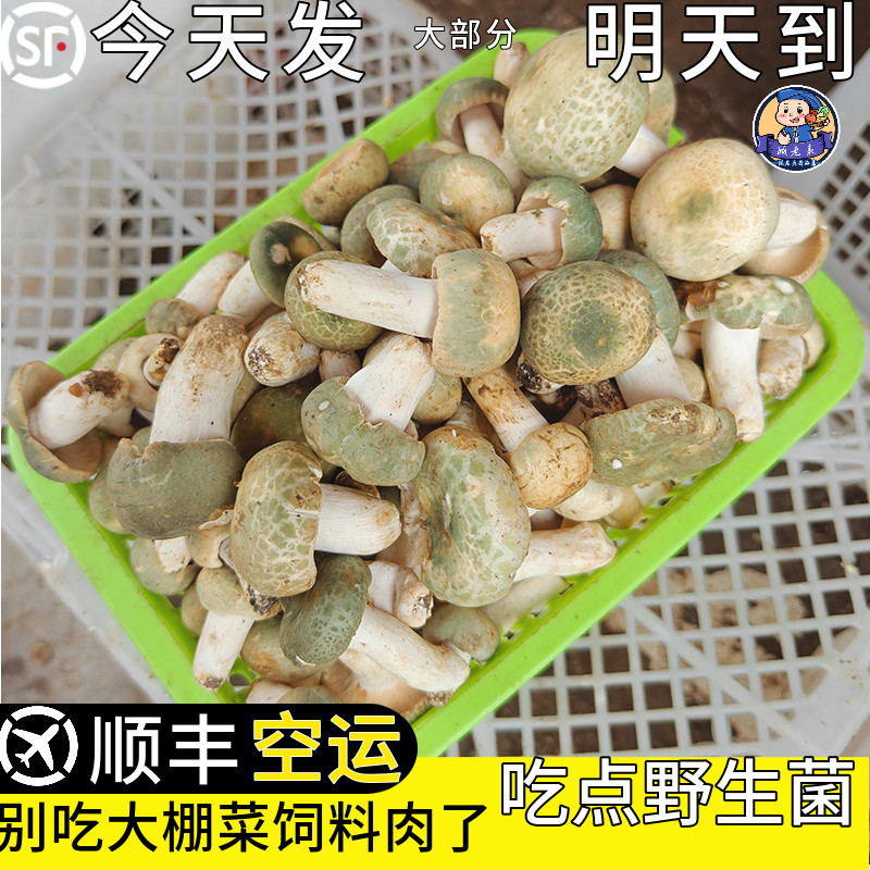 空运次日达云南青头菌野生菌