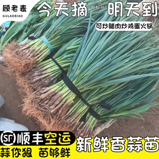 顺丰空运现挖蒜苗当季新鲜蔬菜云南红皮青蒜苗农家大蒜香蒜苗
