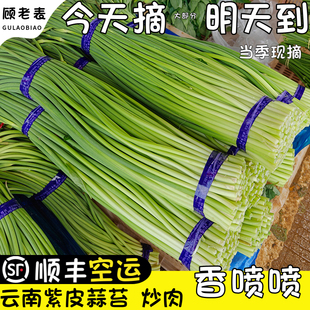 顺丰空运云南新鲜蒜苔蒜苗当季紫皮蒜嫩蒜薹口感鲜嫩脆爽现摘现发