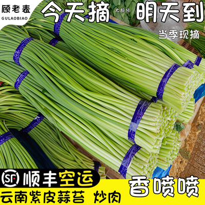 顾老表紫皮蒜蒜苔顺丰空运