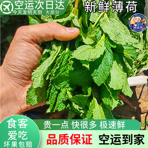 空运云南薄荷叶新鲜食用餐饮火锅洋芋店调料配菜500g鲜留兰香薄荷
