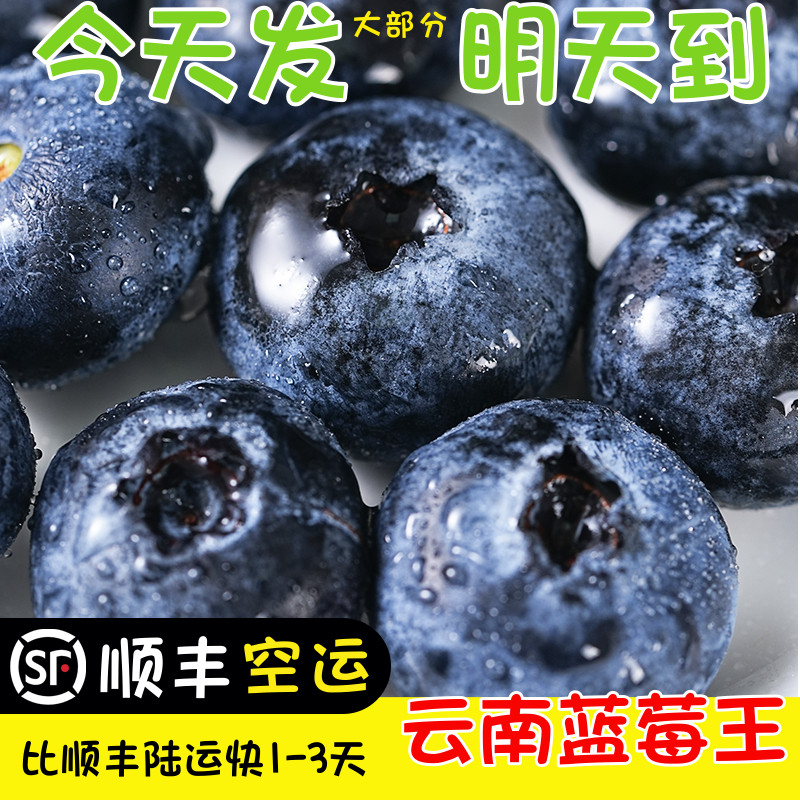 顺丰空运次日达云南蓝莓王鲜果新鲜高山国产兰梅当季甜莓125g/盒