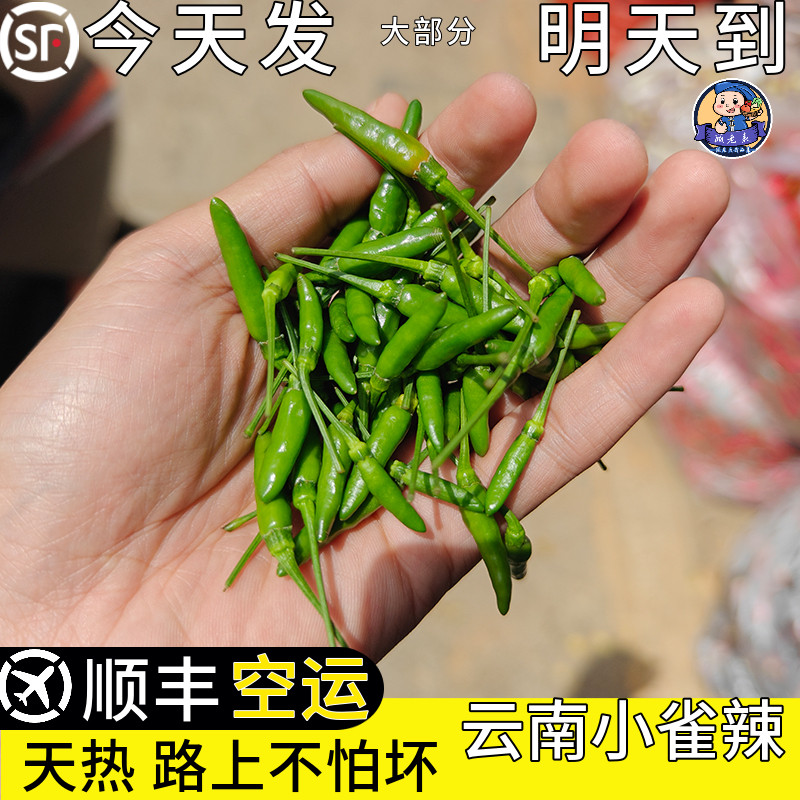 空运次日达小雀辣云南新鲜