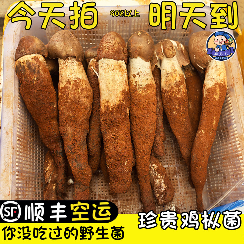 顺丰空运现货新鲜鸡枞菌鸡纵云南野生菌特产鲜火把菌鸡枞非人工种