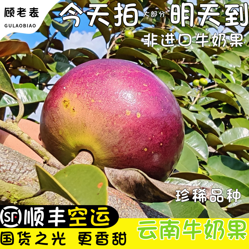 顺丰空运次日达牛奶果紫皮黄晶果