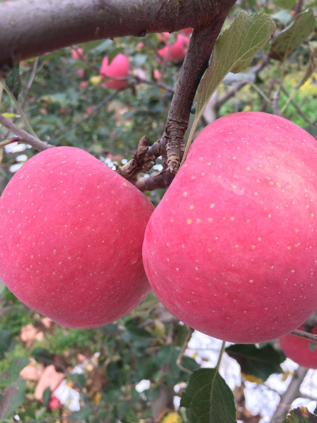 正宗甘肃礼县红富士苹果应季新鲜水果脆甜冰糖心苹果10斤整箱包邮