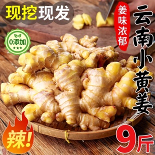 正宗云南小黄姜2025优质有机新鲜生姜罗平老姜批发姜粉官方旗舰店