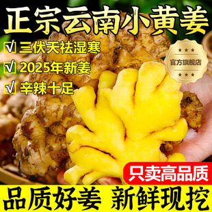 正宗云南小黄姜5斤鲜生姜老姜新沙姜优质嫩姜仔姜整箱官方旗舰店