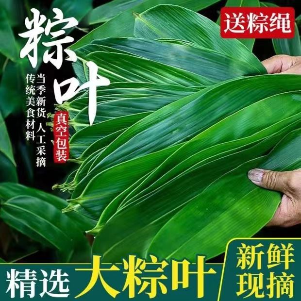 粽叶新鲜粽子叶大号家商用端午节包粽子专用糯米叶旗舰店F