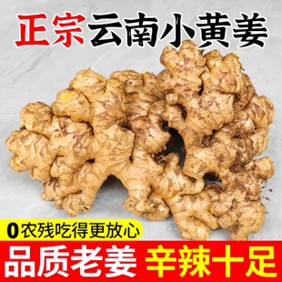 正宗云南小黄姜新鲜生姜嫩姜2025新货有机老姜祛湿驱寒官方旗舰店