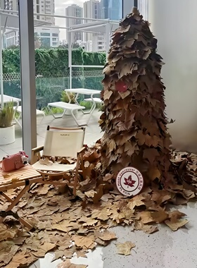 天然梧桐叶樟树叶玉兰叶落叶枯树叶店铺造景秋日氛围橱窗铺地装饰