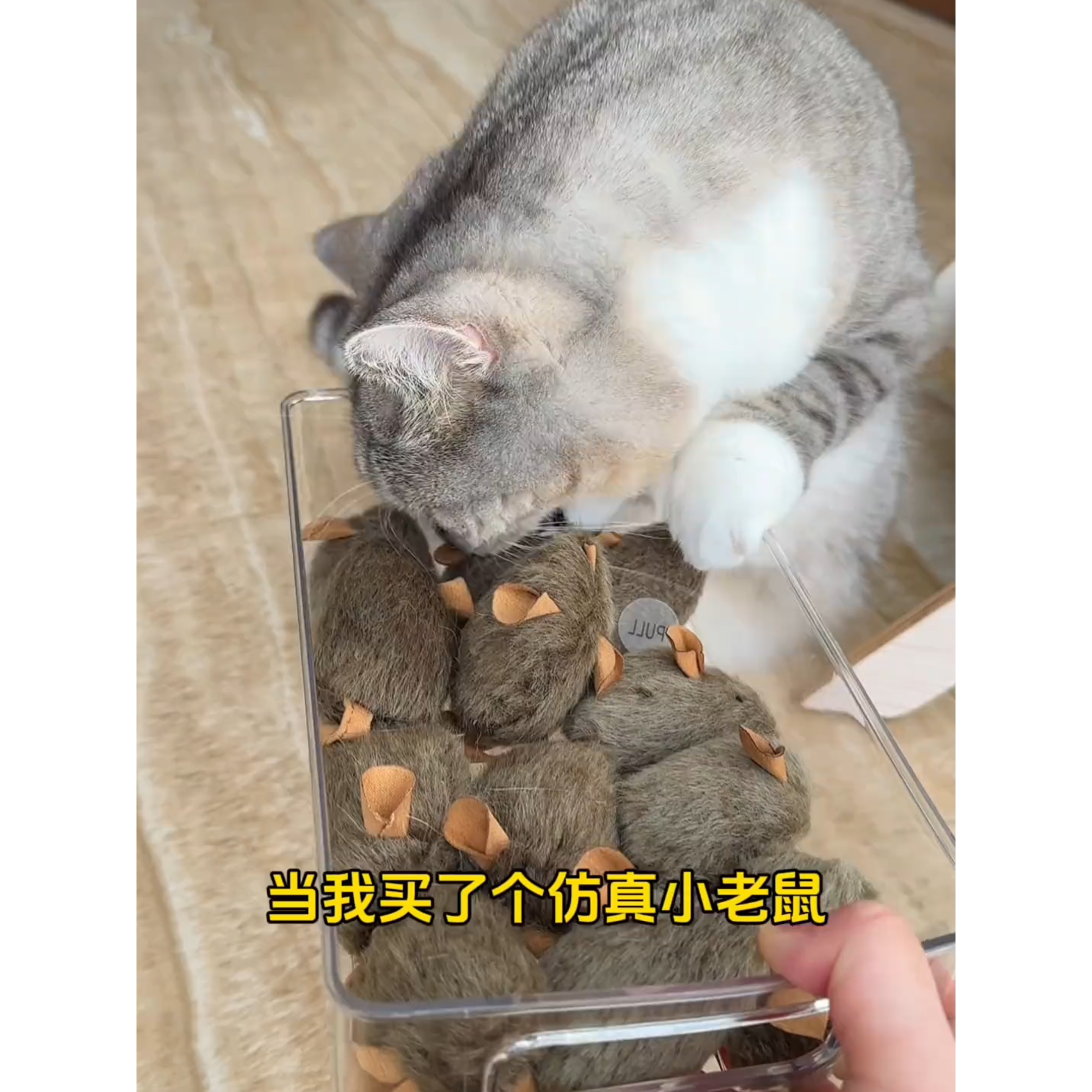 猫玩具自嗨解闷神器仿真毛绒小老鼠发声猫咪幼猫用品叫叫鼠逗猫棒