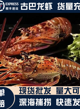 古巴龙虾野生活冻澳龙现货冷冻海鲜水产进口青龙顺丰包邮送礼送人